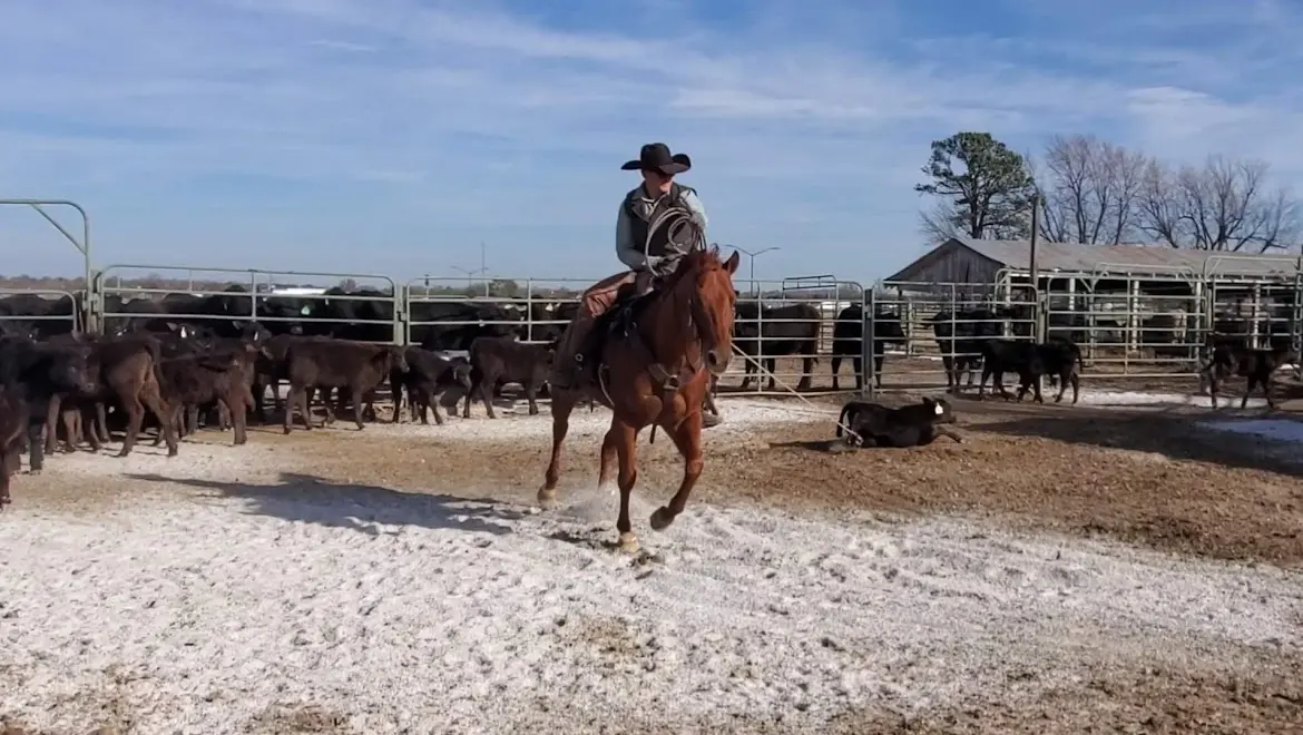 Jordan roping a calf